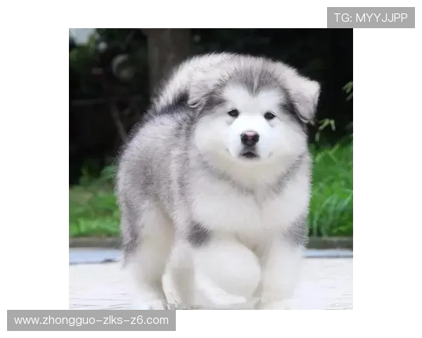 深入了解尊龙人生就是博官网的安全性与信誉保障